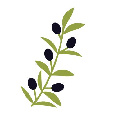 Zeytin basit izole vektör dalı