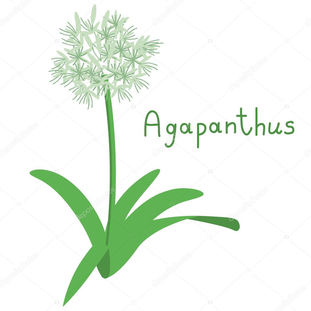 Agapanthus isolated simple flower vector