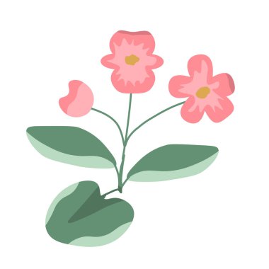 Begonya izole edilmiş bitki vektör çizimi