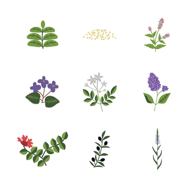 Lamiales Geïsoleerde Vectorplanten — Stockvector