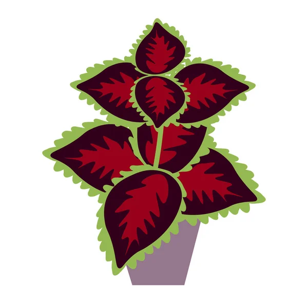 Coleus Isolerad Vektor Växt Illustration — Stock vektor