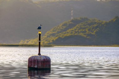 Bir kuş bir şamandıra İşkodra Gölü üzerinde oturur. Karadağ.