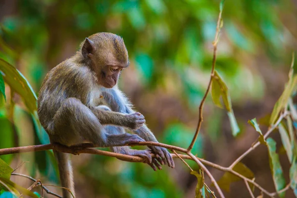 Monkey in the natural habitat, Thailand. — Stock Photo, Image