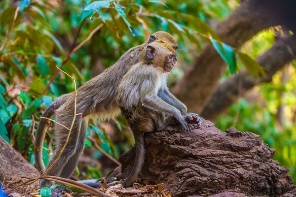 stock image Monkeys observe the behavior of another monkey clan, before the attack. Thailand.