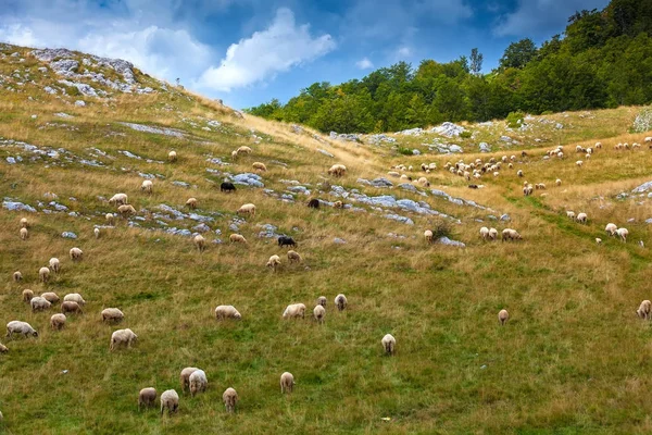 Karadağ dağlık bir çayırda koyun otlatmaya.
