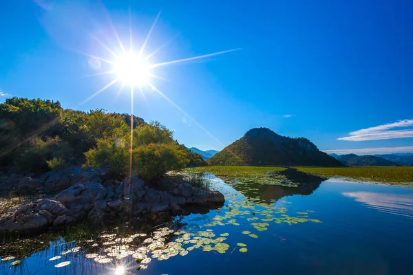 El sol brillante sobre el lago Skadar, cubierto de nenúfares. Montenegro . — Foto de Stock