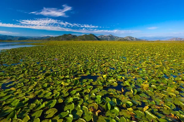 Un enorme campo con lirios. Skadar Lake. Montenegro . — Foto de Stock