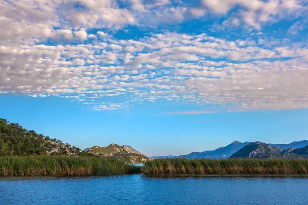 水灌丛的斯卡达尔湖。黑山. — 图库照片