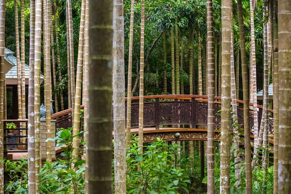 A híd a dzsungelben. Yalong Bay trópusi paradicsomban Forest Park, Hainan, Kína. — Stock Fotó