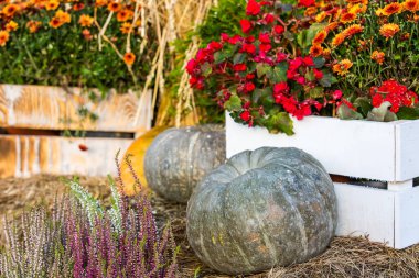 Renkli sonbahar Moscow City, Rusya Federasyonu.