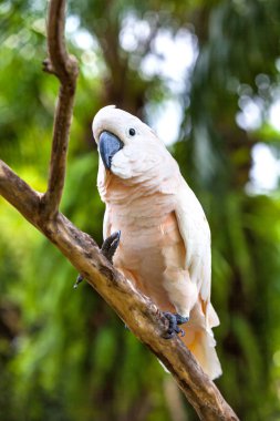 Papağan dal beyaz, alttan vurdu.