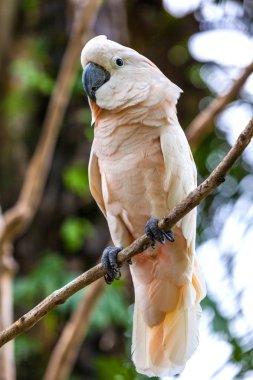 Papağan dal beyaz, alttan vurdu.