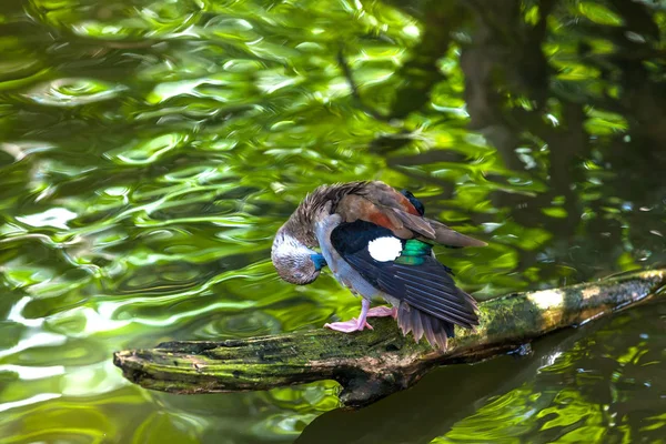 在巴厘岛，湖面上一只鸟. — 图库照片