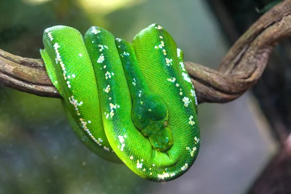 Reptiles, scaly in the zoo of the Bali island, Indonesia. — Stock Photo, Image