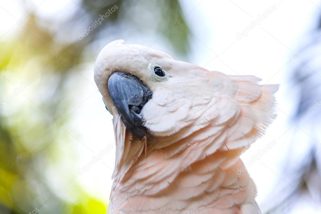 White parrot on a branch, shot from the bottom.