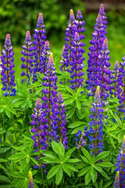 Yeşil bir bahçe zemin üzerine mavi çiçekler.