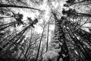 Çam ormanı Moskova banliyölerinde.