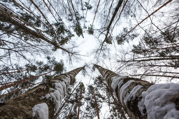 Zwei Baumstämme Wald Ein Blick Von Unten Nach Oben Nahaufnahme — Stockfoto