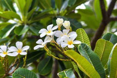 Doğal zemin üzerine beyaz plumeria. 