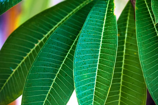 Frangipani-Blatt wächst auf einem Baum. — Stockfoto