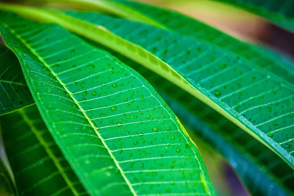 Frangipani-Blatt wächst auf einem Baum. — Stockfoto