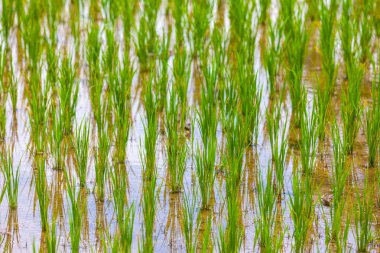 Pirinç tarlaları Bali Adası, Ubud, Endonezya.