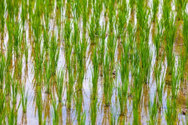 Pirinç tarlaları Bali Adası, Ubud, Endonezya.