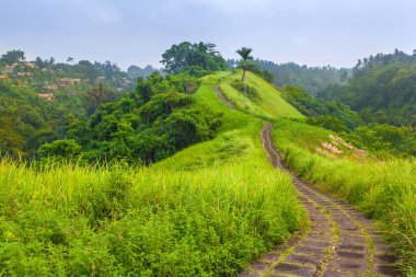 Campuhan Ridge yürüyüş, Ubud, Bali, Endonezya.