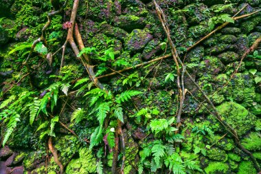 Duvar maymun orman, Ubud, Bali, Endonezya.