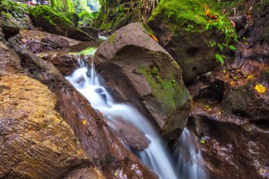 Nehirde maymun orman, Ubud, Bali, Endonezya.