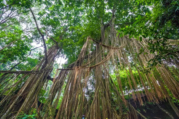 Landschaft von Affenwald, Ubud, Bali, Indonesien. — Stockfoto