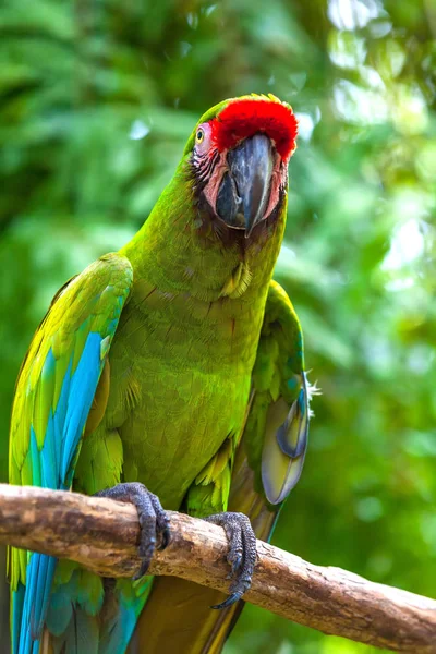 印度尼西亚巴厘岛乌布热带动物园的一只美丽的鹦鹉. — 图库照片