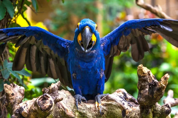 印度尼西亚巴厘岛乌布热带动物园的一只美丽的鹦鹉. — 图库照片