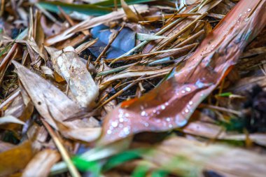 Palmiye yaprakları yağmur damlaları ile kadar düşmüş Brown'un karınca kurutulmuş.