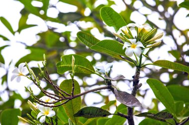 Arka plan resmi yeşil ağaç çerçevede bir tropikal bir çiçek yaprakları, kopya alanı metin için.