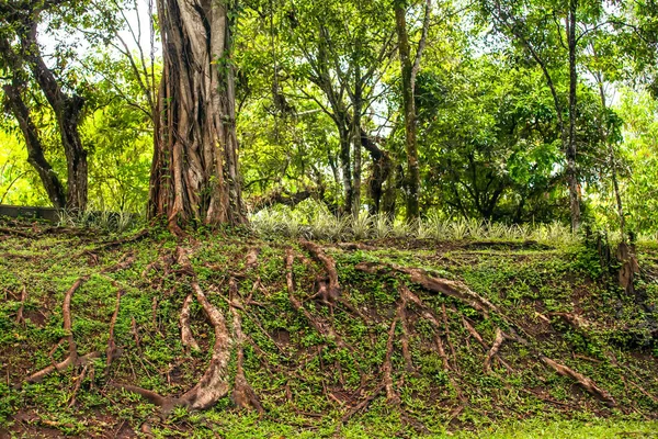 Tropischer Baum Mit Wurzeln Die Hang Aus Dem Boden Ragen — Stockfoto