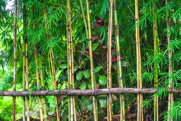 Handgefertigter Zaun Aus Bambusstäben Mit Plastikseil Auf Tropischer Vegetation Gebunden — Stockfoto
