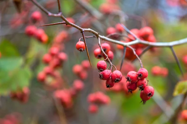 Red Berries Tree Leaves Autumn Garden Closeup Copy Space Text — Stock Photo, Image