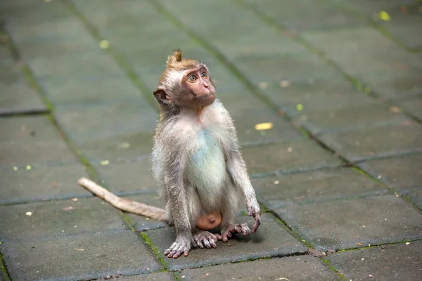 Macacos bonitos vive em Ubud Monkey Forest, Bali, Indonésia . Fotografias De Stock Royalty-Free