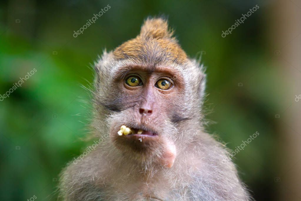 Fotos de Monos lindos vive en Ubud Monkey Forest Bali Indonesia