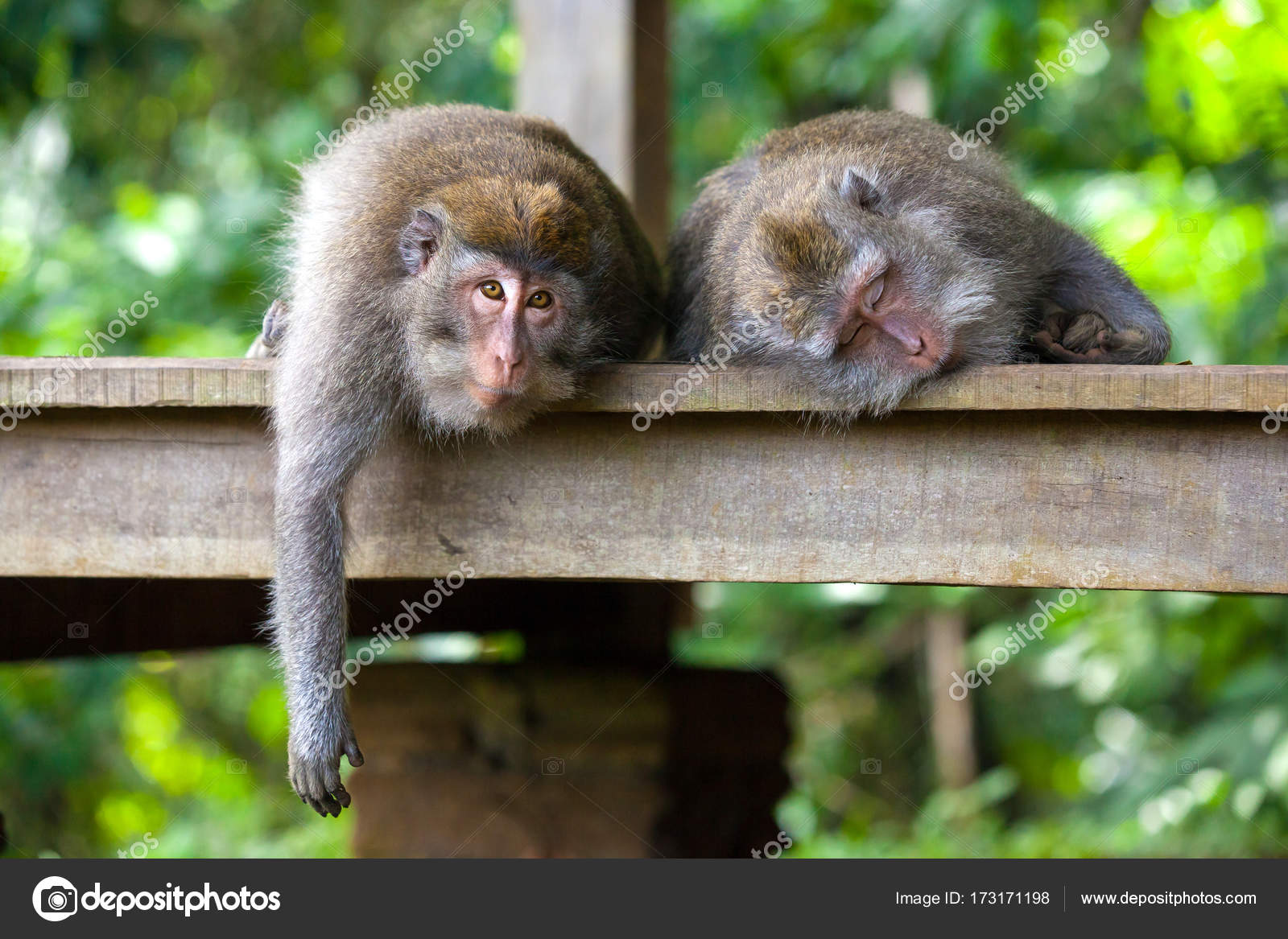 Macaquinhos bonitos best sale
