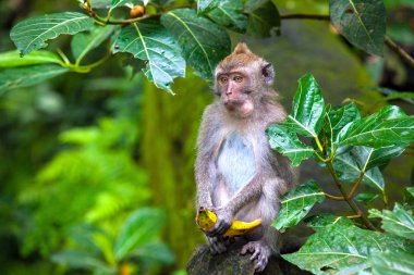 Sevimli maymunlar Bali, Endonezya'da Ubud maymun ormanda yaşıyor.