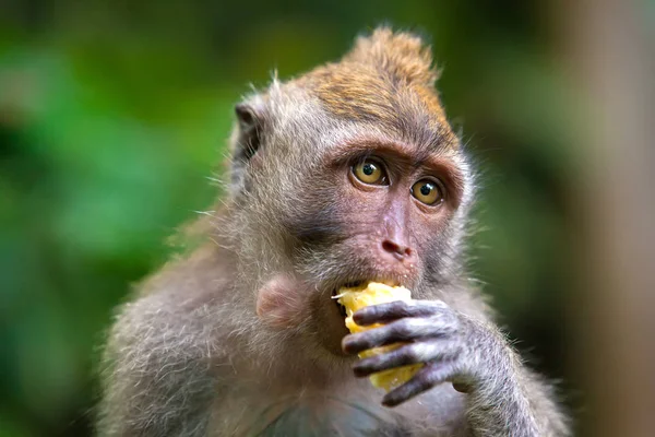 stock image Cute monkeys lives in Ubud Monkey Forest, Bali, Indonesia.