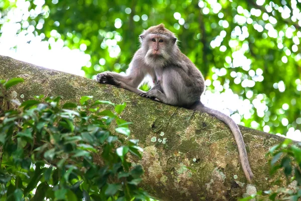 Cute monkeys lives in Ubud Monkey Forest, Bali, Indonesia. — Stock Photo, Image