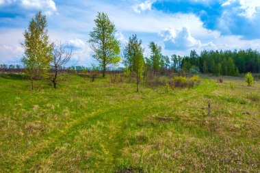 Yeşil bahar Rusya'da.