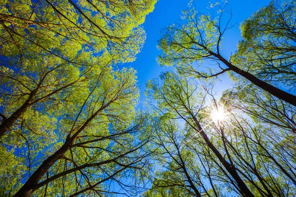 Blick in den Wald zum blauen Himmel. — Stockfoto