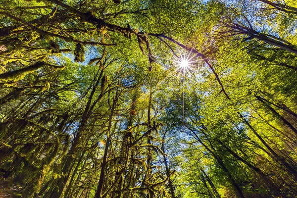 Buchsbaumwald in Südrussland, Sotschi. — Stockfoto