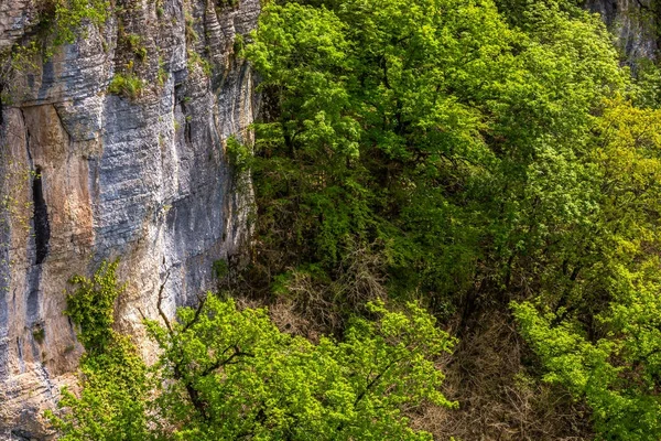 Kayaların üzerinde büyüyen ağaçlar.