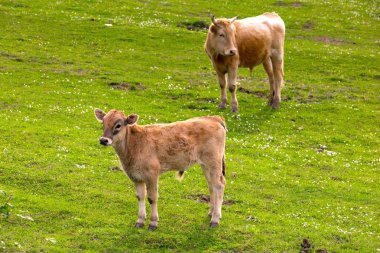 Kırsal bahar mera manzara Sochi, Rusya.