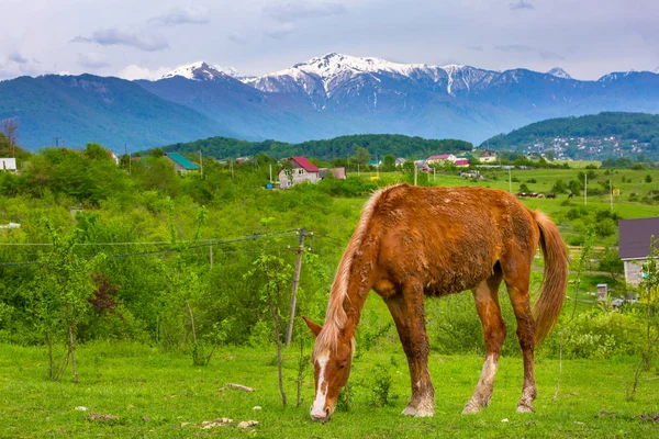 Paisagem rural no fundo das montanhas . — Fotografia de Stock